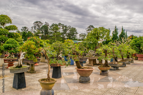 Many Bonsai trees on a stone in a park of flowers in Dalat, Vietnam