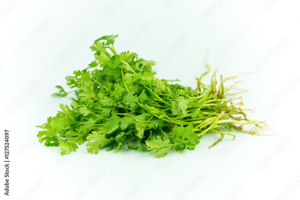 Green coriander isolation on a white background. Green coriander isolation on a white background.