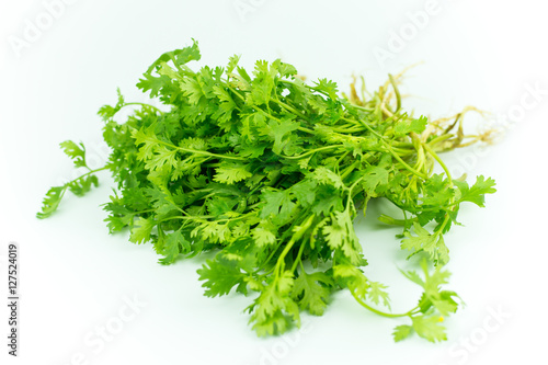 Green coriander isolation on a white background.