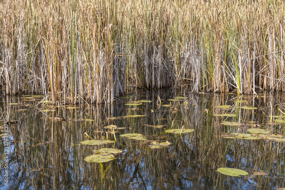 Swampy Lake In Autumn Swampy Lake In Autumn