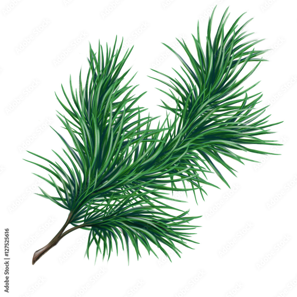 Christmas pine branch, watercolor illustration isolated on white background Christmas pine branch, watercolor illustration isolated on white background