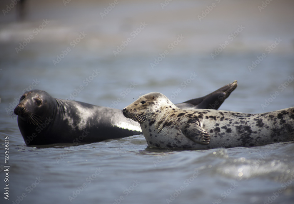 Fototapeta premium Halichoerus grypus