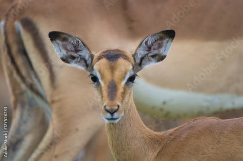 Junges Impala in Südafrika © Martina Wendt
