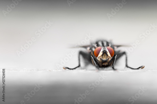 Tableau sur toile Frontal view of Common Housefly with red eyes against monocoloured blurred backg