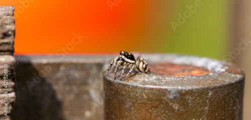 Closeup of jumping spider climbing out of a hole against red and green backgorud photo