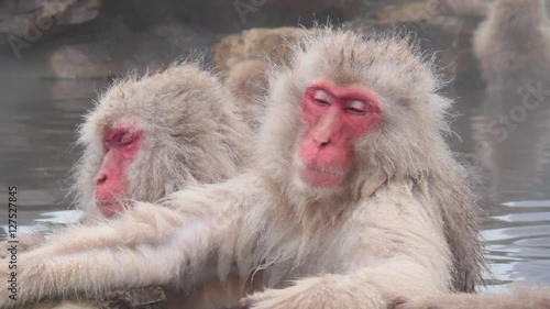 A snow monkey that enters a hot spring in winter. In Nagano Prefecture Jigokudani hot spring in Japan, wild monkeys enter hot springs.
