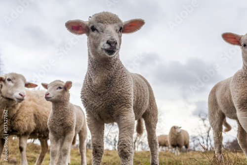 Low angle shot of funny lamb and his friends