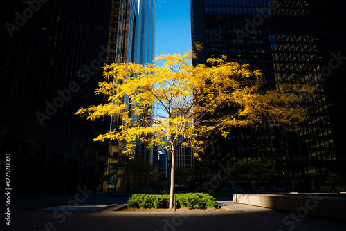 Toronto, Canada - Fall scene in the city, alone tree on a urban