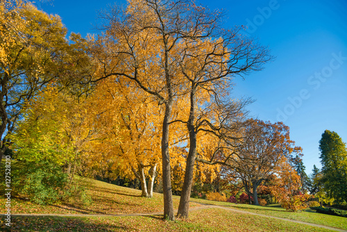 Colorful Autumn in Park  Toronto  Ontario  Canada