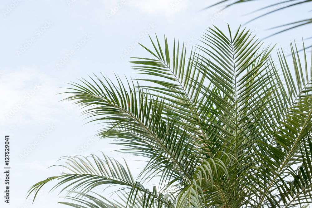 green leaf of palm,palm in garden or pak,palm is tall,palm make oxygen