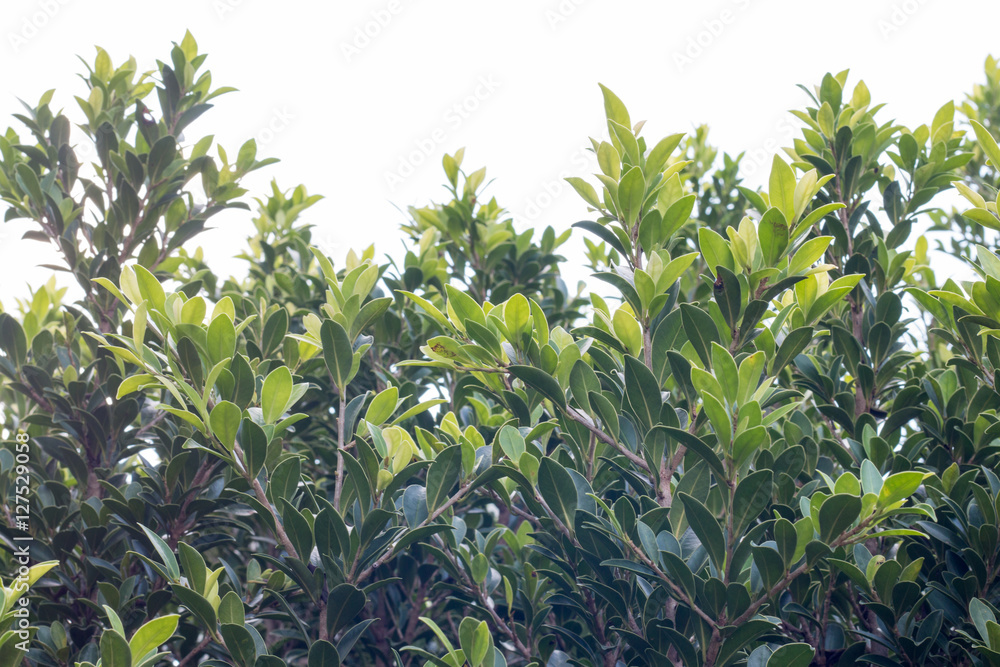 group of green leaf and sky,cloud and blue sky,green leaf from garden,green leaf make oxygen,copy space. group of green leaf and sky,cloud and blue sky,green leaf from garden,green leaf make oxygen,copy space.