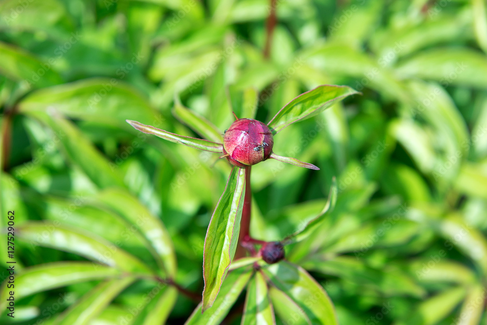 Peony bush with lots of purple peonies. Gardening. Care and breeding of peony. Peony bush with lots of purple peonies. Gardening. Care and breeding of peony.