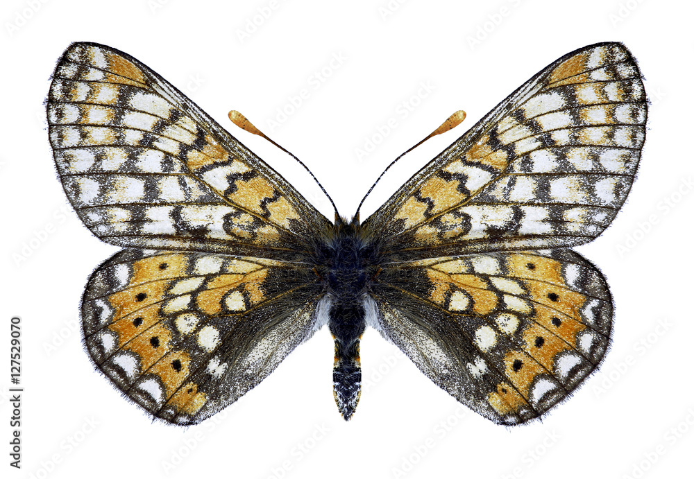 Obraz premium Butterfly Euphydryas aurinia sareptensis on a white background