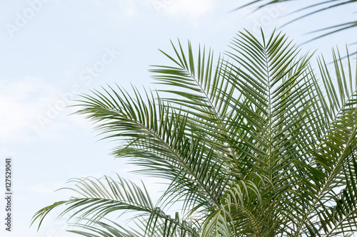 green leaf of palm,palm in garden or pak,palm is tall,palm make oxygen