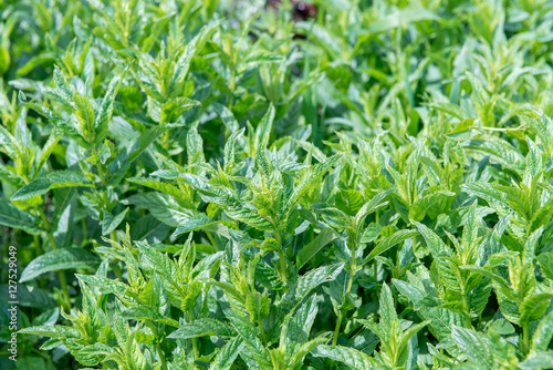 Mint leaves background.Closeup fresh peppermint leaves on green background. Soothing properties of peppermint. Green juicy mint growing in the garden.