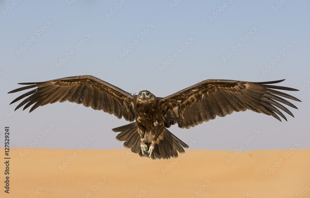Naklejka premium Greater Spotted eagle flying in a desert near Dubai