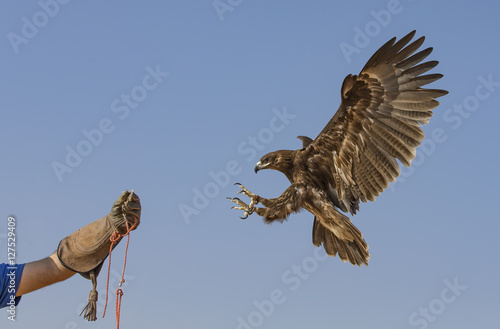Greater Spotted eagle flying in a desert near Dubai