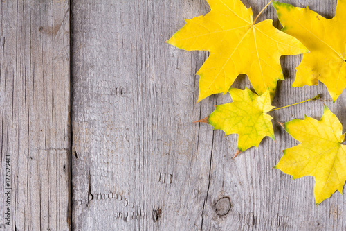 Abstract background of colourful autumn leaves