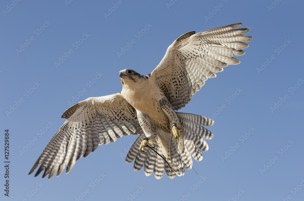 Fototapeta premium Sokół wędrowny latający na pustyni w pobliżu Dubaju