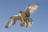 Peregrine Falcon flying in a desert near Dubai