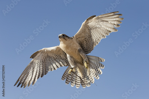 Peregrine Falcon flying in a desert near Dubai