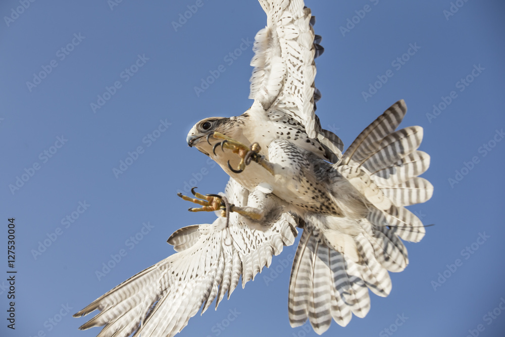 Naklejka premium Falconer trenuje sokoła wędrownego na pustyni w pobliżu Dubaju