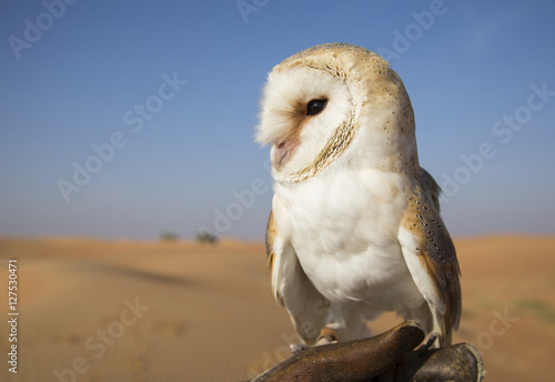 Barn owl (Tyto alba) on a glove in a desert near Dubai
