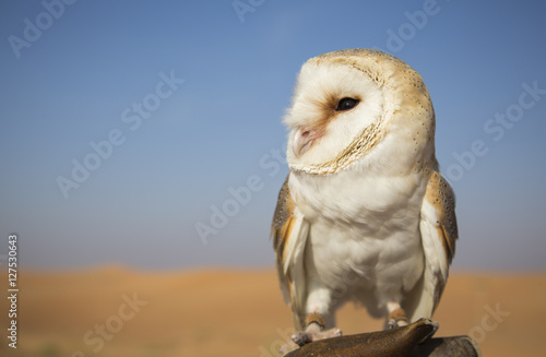 Barn owl (Tyto alba) on a glove in a desert near Dubai