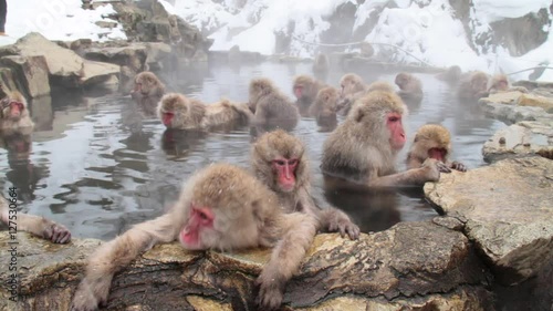 A snow monkey that enters a hot spring in winter. In Nagano Prefecture Jigokudani hot spring in Japan, wild monkeys enter hot springs.