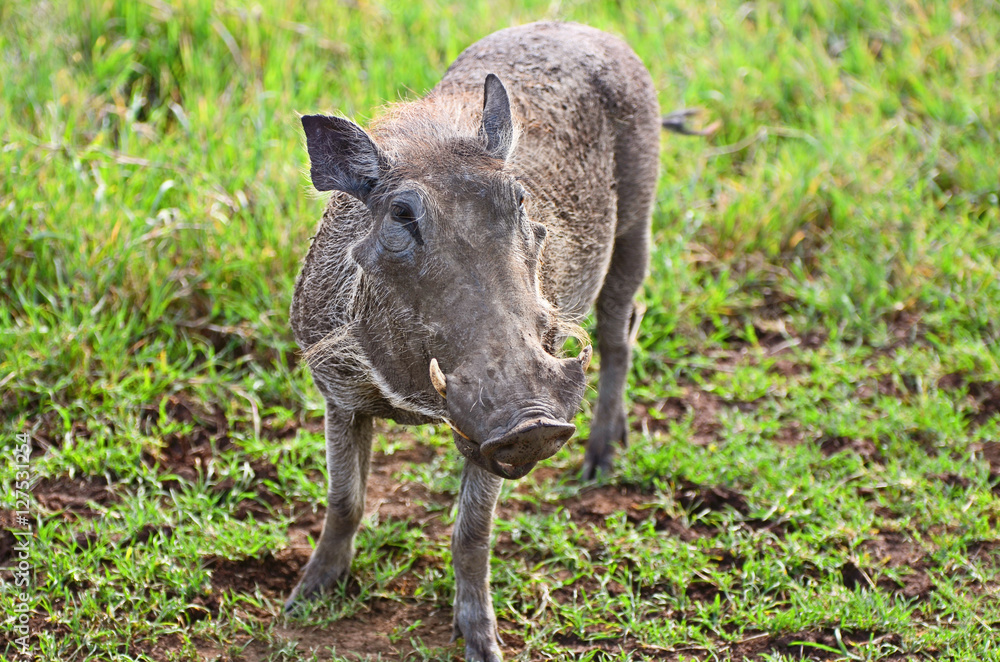 Fototapeta premium phacochère 