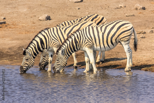 three zebras drinking at pool in Namibian savannah of Etosha National Park, dry season in Namibia, Africa