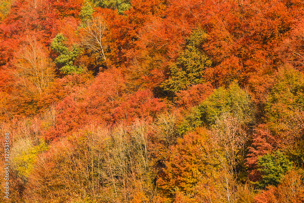 Bunter Laubwald im Herbst im Donautal bei Passau