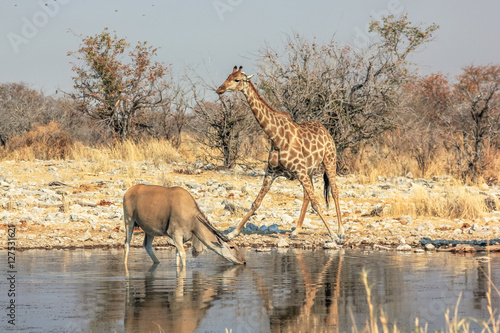 Fototapeta Naklejka Na Ścianę i Meble -  zebra and eland meeting at pool in Namibian savannah of Etosha National Park, dry season in Namibia, Africa