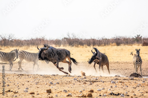 wildebeests running in Namibian savannah of Etosha National Park  Namibia  Africa