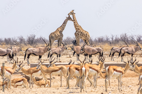wild animals pyramid with giraffes springboks and oryxs in Namibian savannah of Etosha National Park in Namibia, Africa