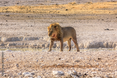 African lion walking at sunset in Etosha National Park, Namibia, Africa.