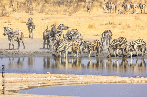 herd of african zebras drink in the water pool in Namibian savannah of Etosha National Park, Namibia.