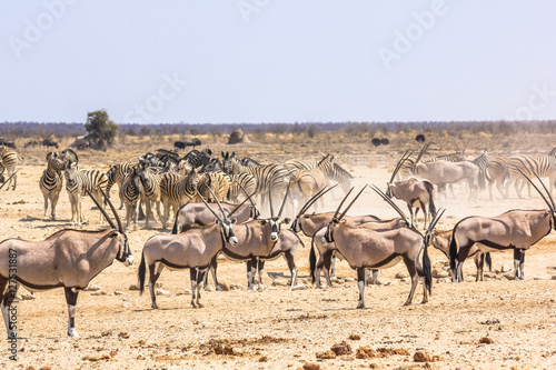 wildlife animals  zebras oryxs at water pool in Namibian savannah of Etosha National Park  Namibia  Africa