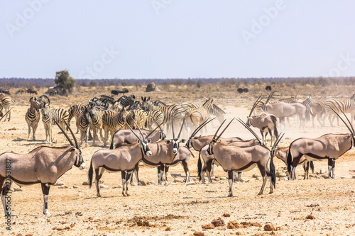 Photography wildlife animals: zebras oryxs at water pool in Namibian savannah of Etosha Nati