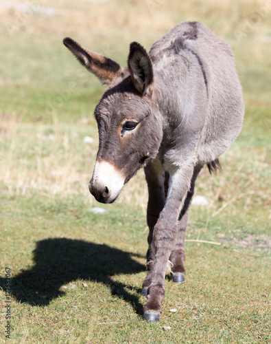 Portrait of a donkey on the nature autumn