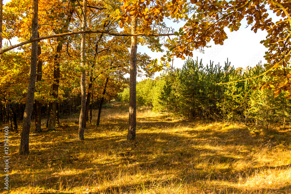 Autumn forest in Slovakia