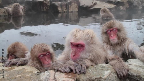 A snow monkey that enters a hot spring in winter. In Nagano Prefecture Jigokudani hot spring in Japan, wild monkeys enter hot springs.