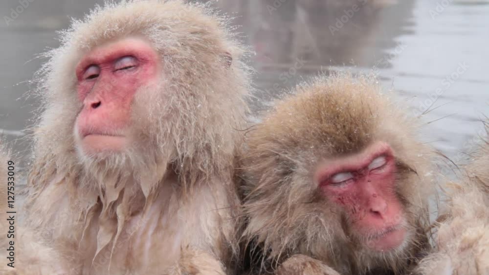 A snow monkey that enters a hot spring in winter. In Nagano Prefecture Jigokudani hot spring in Japan, wild monkeys enter hot springs. A snow monkey that enters a hot spring in winter. In Nagano Prefecture Jigokudani hot spring in Japan, wild monkeys enter hot springs.
