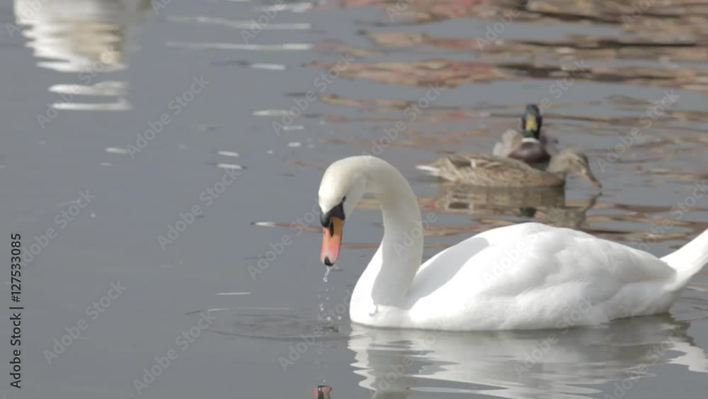 White Birds Swans And Speckled Wild Ducks White Birds Swans And Speckled Wild Ducks