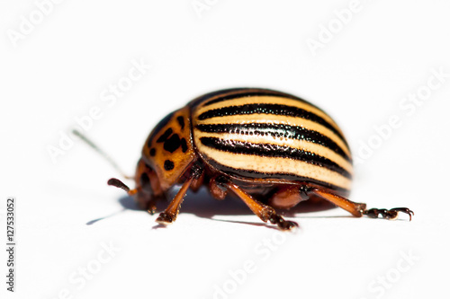 Colorado Potato Beetle © Fotikphoto