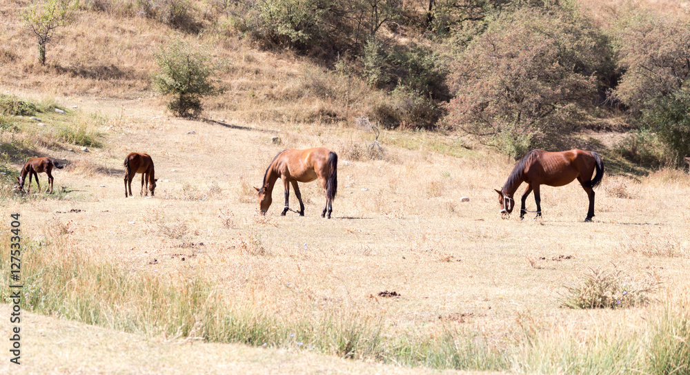 herd of horses in the pasture in the fall