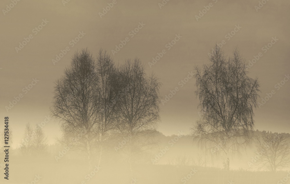 Brzozy we mgle