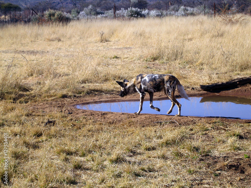 Wild Dogs in Namibia © Karen