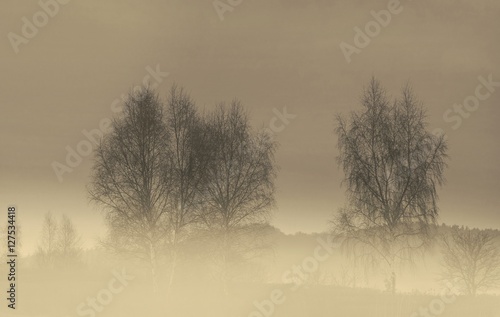 Fototapeta Naklejka Na Ścianę i Meble -  Brzozy we mgle
