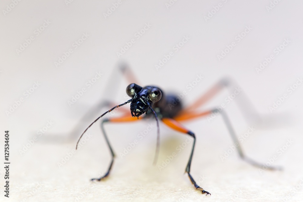 Fototapeta premium Trycondyla Annulicornus carabidae
